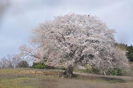 40　３月　才尾の一本桜.jpg