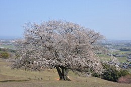 41  才尾の一本桜.jpg