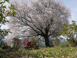 45　４月馬場の山桜.jpg