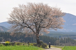 47　４月前原の一本桜.jpg