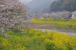 56 四月　犀川の桜.jpg