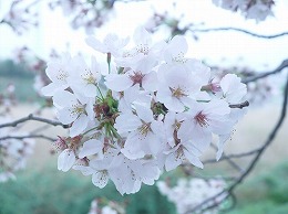 58  四月　土手の桜.jpg